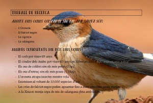 Curiositats sobre les aus