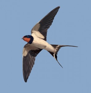 golondrina-en-vuelo1