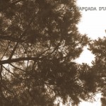 Els pns tenen agulles.Les agulles punxen.Són arbres de fulla perenne i per això sempre els veiem verds.