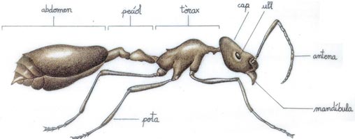 Parts d'una formiga