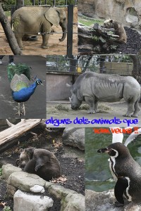 animals1