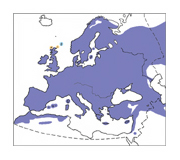 distribucio mallerenga carbonera