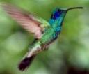 colibri.jpg