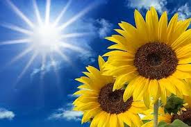 GIRASOL