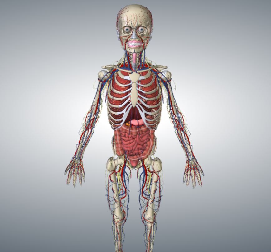 biodigital