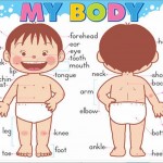 body