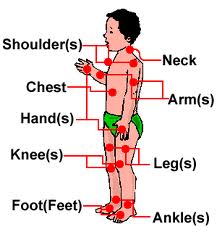 Human body