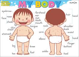 the body 2