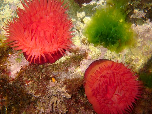 Actinia equina