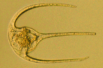 certaium