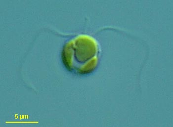 chrysochr