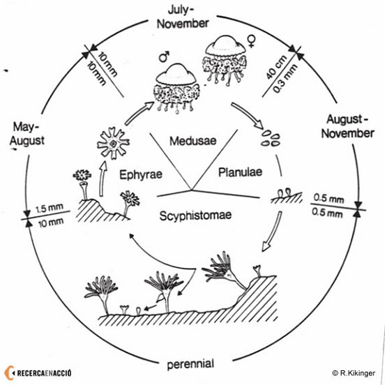Cicle meduses