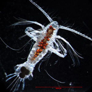copepode