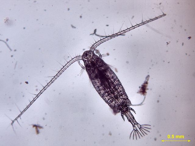 copepodo
