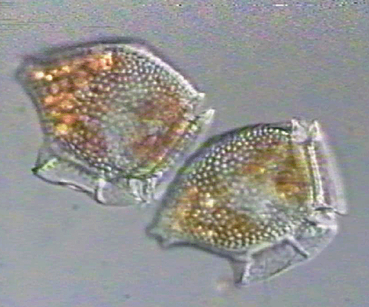 dinophysis