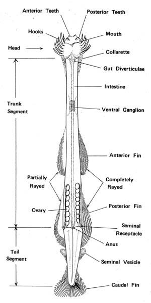 esquema