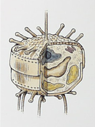 esquema