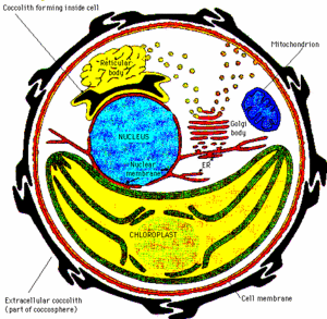 esquema