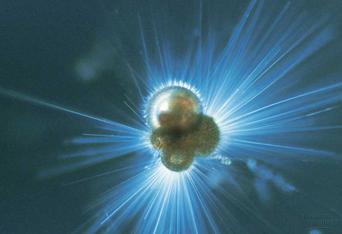 globigerina