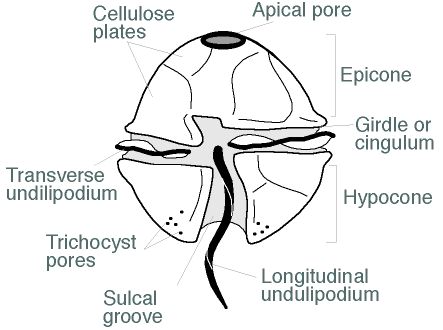 esquema