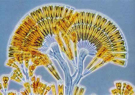 licmophora