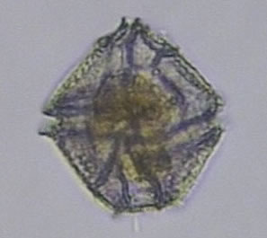 lingulodinium