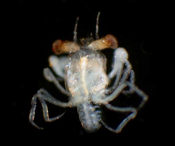 megalopa