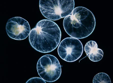 noctiluca