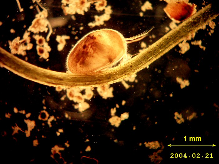ostracoda
