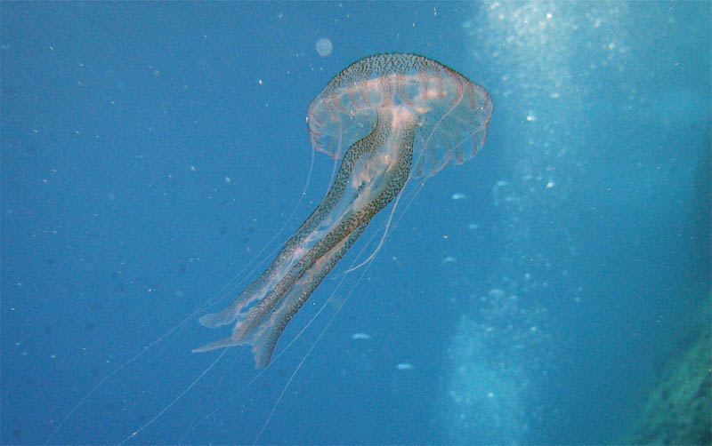 Pelagia
