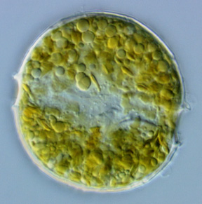 peridinium
