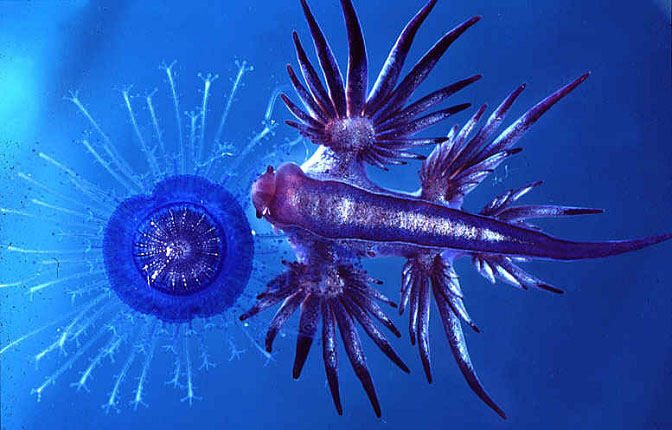 Glaucus i porpita