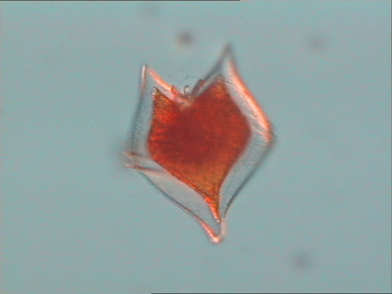 protoperidinium