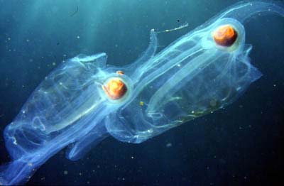 Salpa maxima