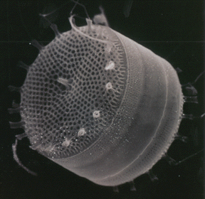 diatomea