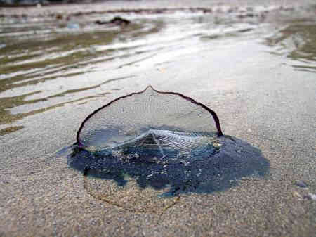 velella