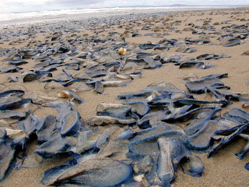 Velella