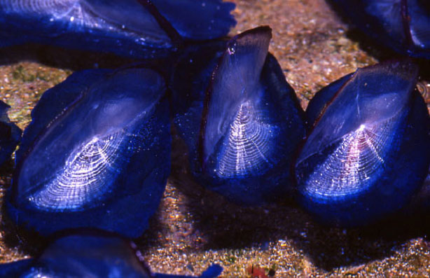 velella