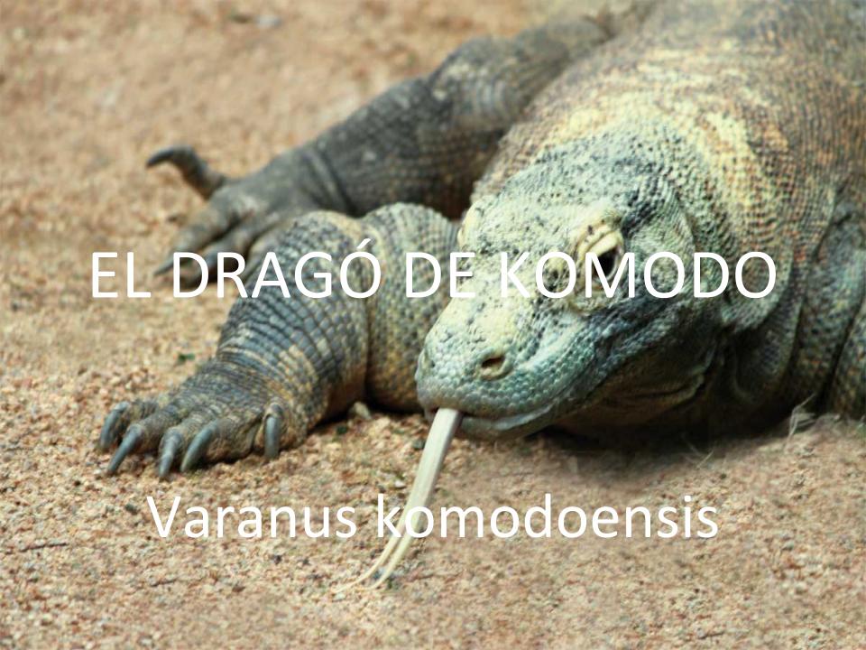 EL DRAG DE KOMODO Ivo.pptx (1)