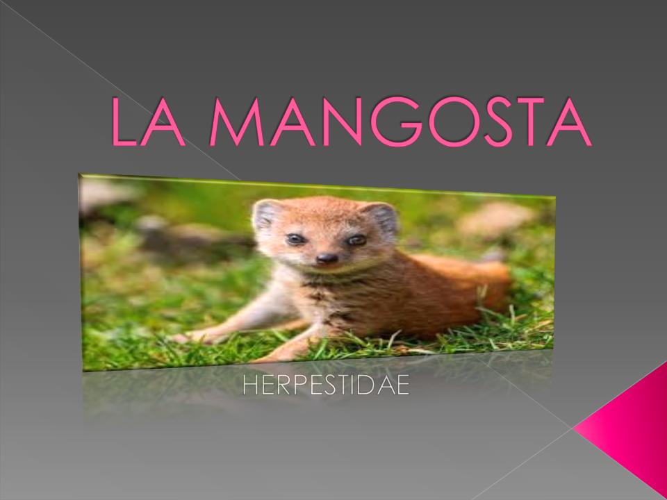 LA MANGOSTA sONDOUS.pptx