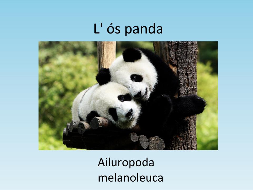 L’os panda Blai.pptx