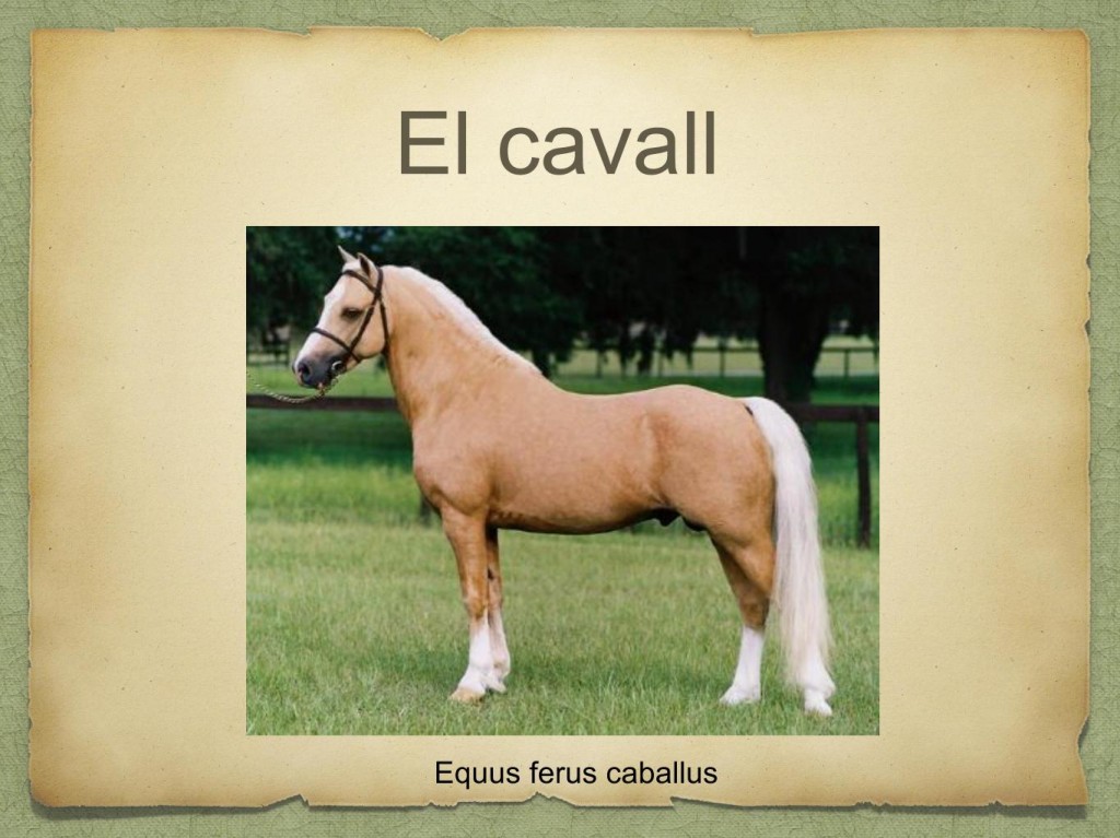 cavall lucia.pptx