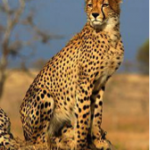 guepard
