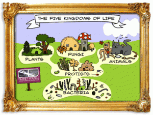 5kingdoms 1