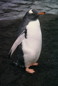 Pingui