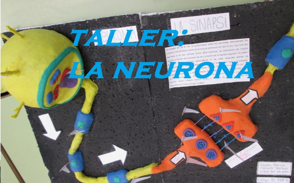 neurona