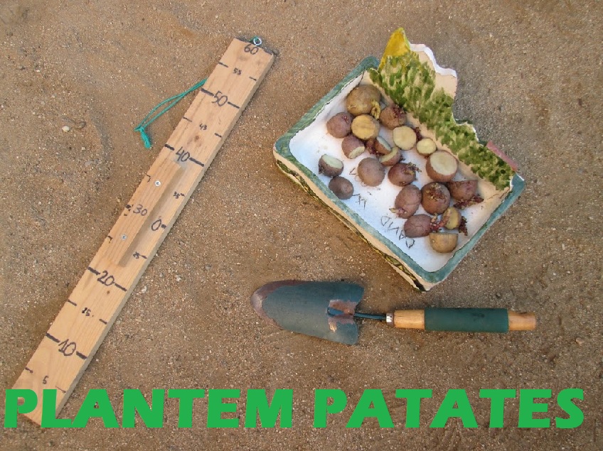 patates
