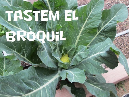 broquil 2