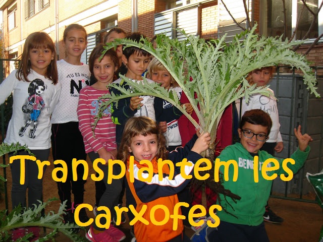 carxofes