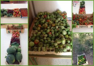 Collita setembre!